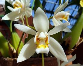 Coelogyne huettneriana